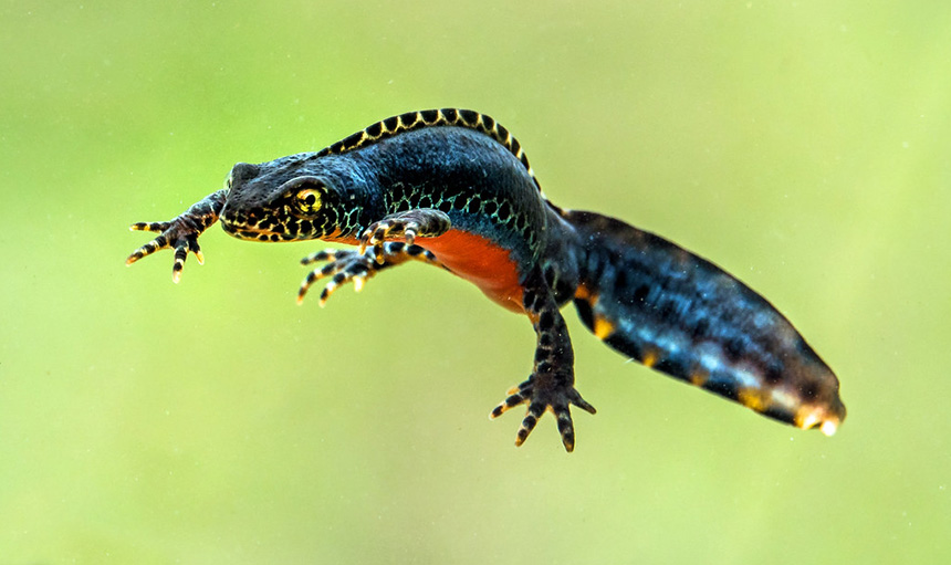 WoodPACA Wildlife_National_Parks_Ecrins_Alpine_Newt