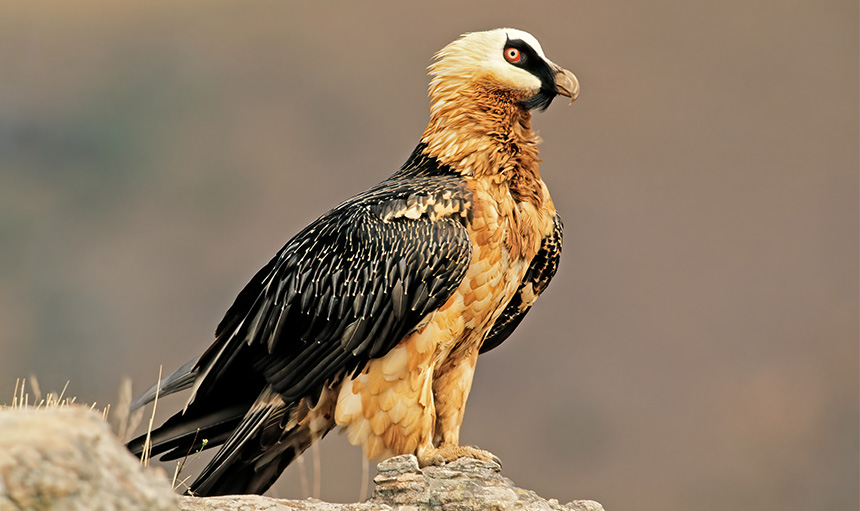 WoodPACA Wildlife_National_Parks_Ecrins_Bearded_Vulture