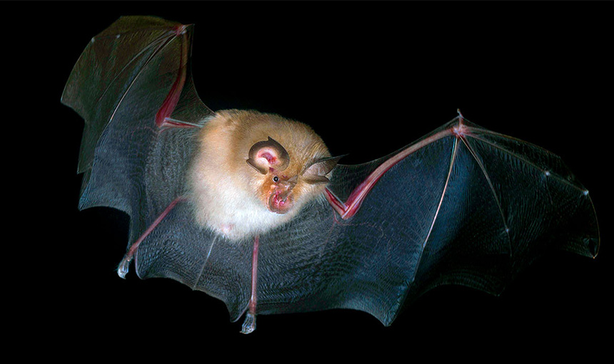 WoodPACA Wildlife_National_Parks_Ecrins_Lesser_Horseshoe_Bat