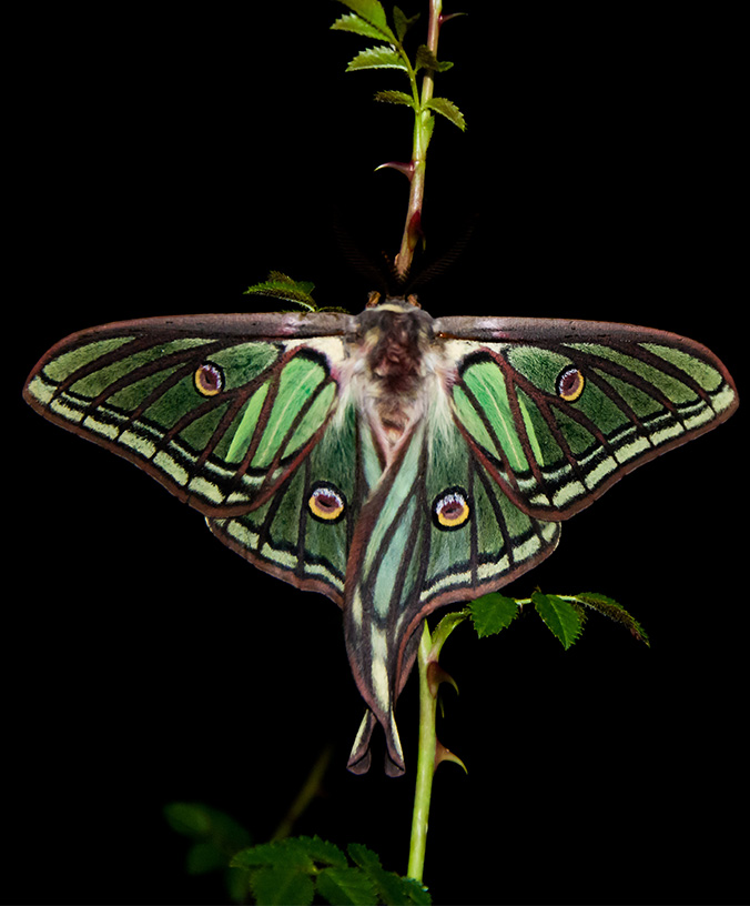 WoodPACA Wildlife_National_Parks_Ecrins_Moon_Moth