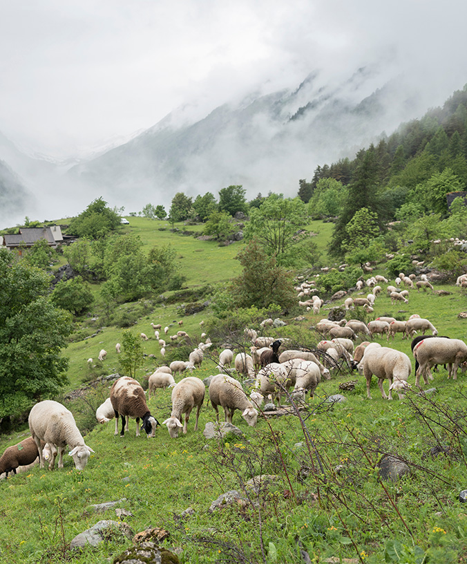 WoodPACA Wildlife_National_Parks_Ecrins_Pastral_Activities