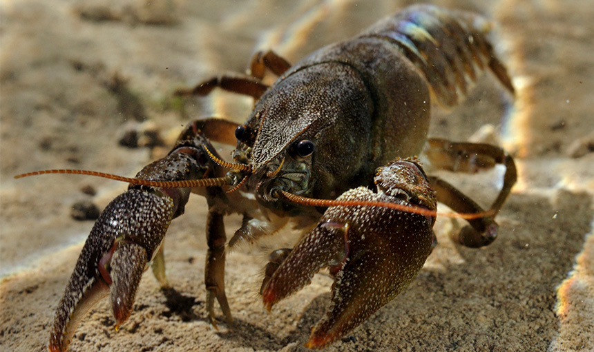WoodPACA Wildlife_National_Parks_Ecrins_White_Clawed_Crayfish
