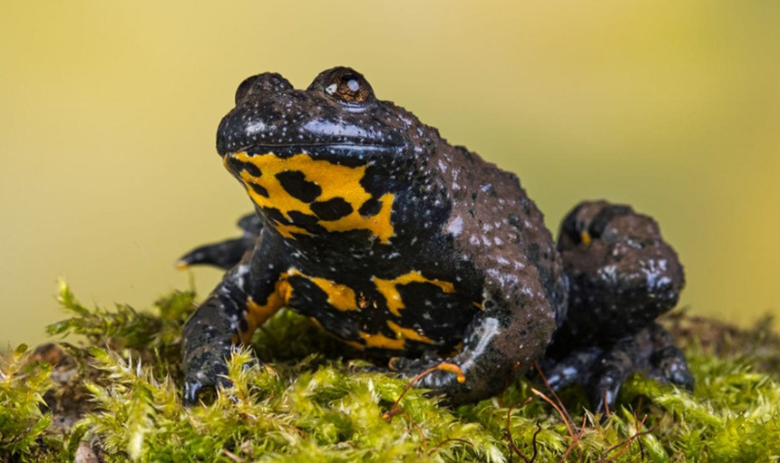 WoodPACA Wildlife_National_Parks_Ecrins_Yellow_Bellied_Toad