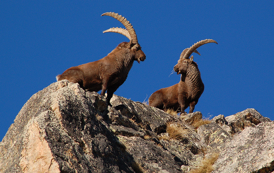 WoodPACA Wildlife_National_Parks_Mercantour_Fauna