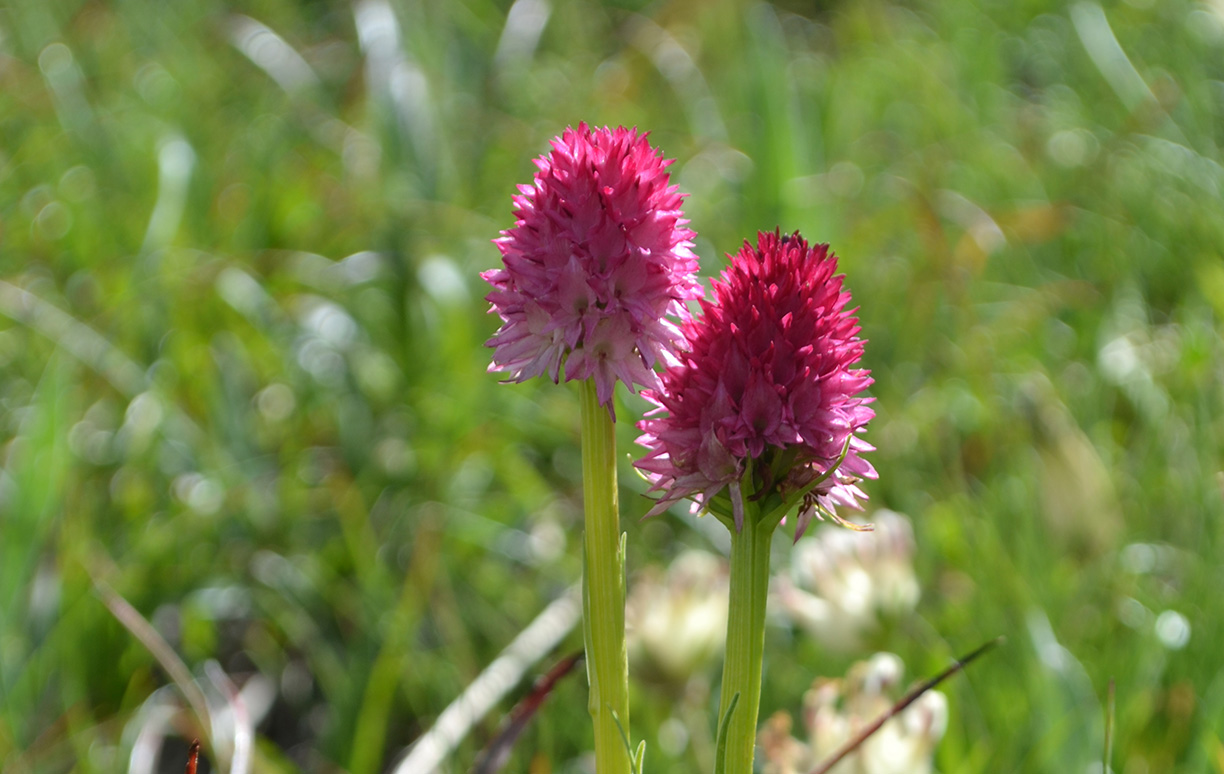 WoodPACA Wildlife_National_Parks_Mercantour_Flora