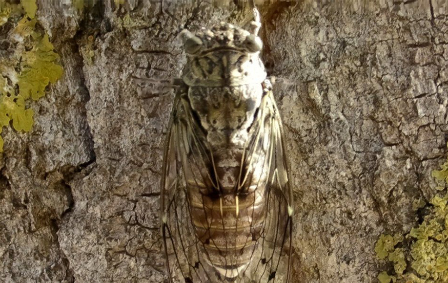 WoodPACA Wildlife_Regional_Parks_Alpillies_Cicada