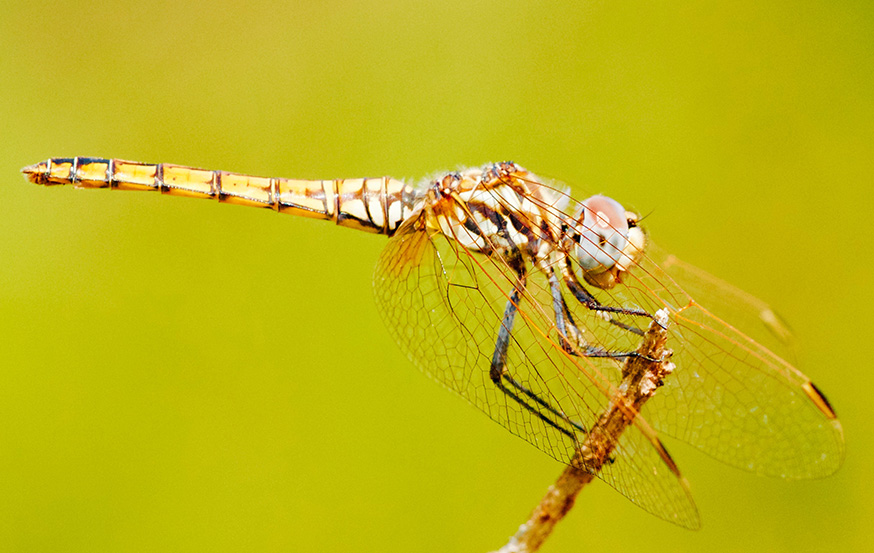 WoodPACA Wildlife_Regional_Parks_Alpillies_Dragonfly