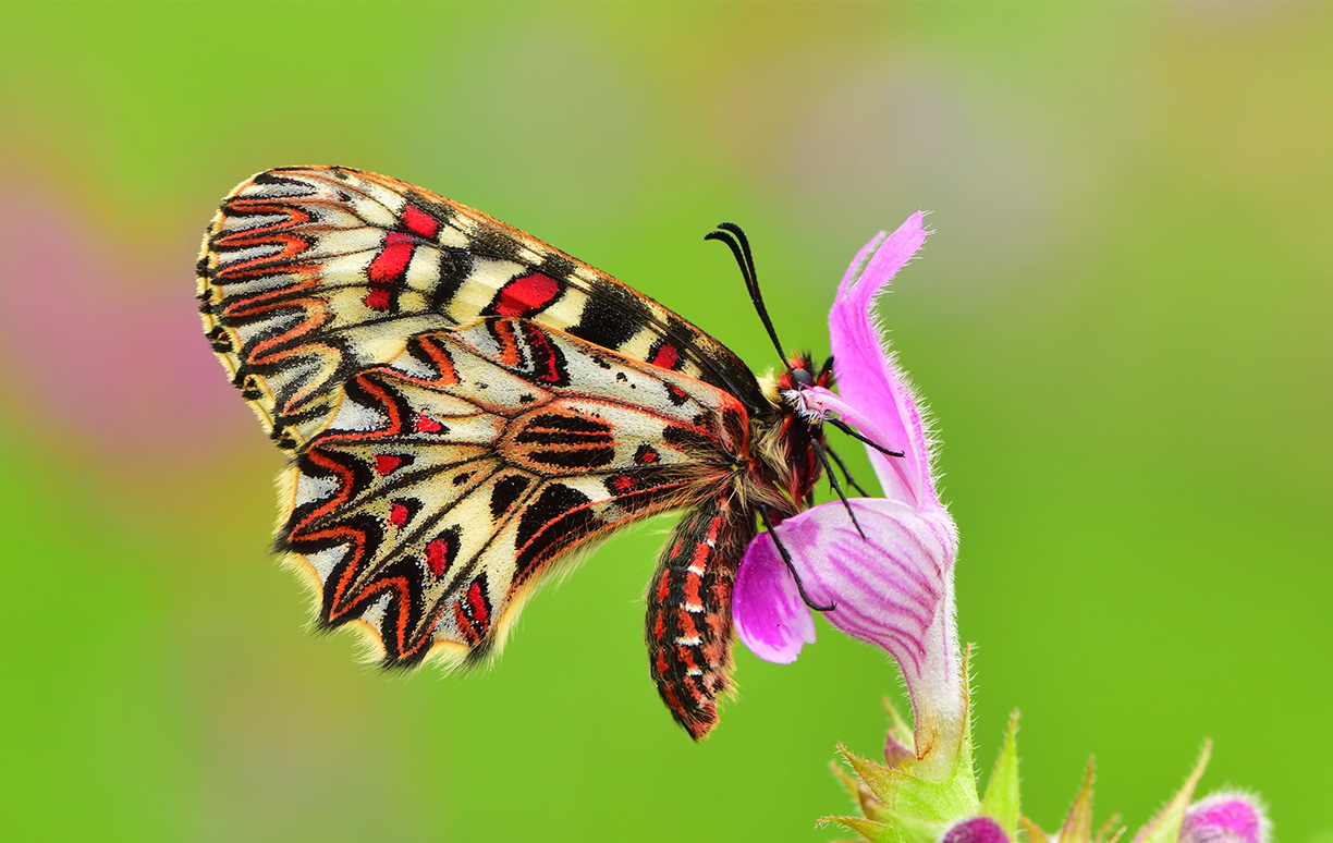 WoodPACA Wildlife_Regional_Parks_Alpillies_Festoon