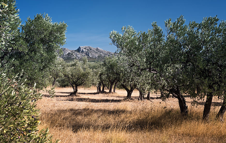 WoodPACA Wildlife_Regional_Parks_Alpillies_Olives