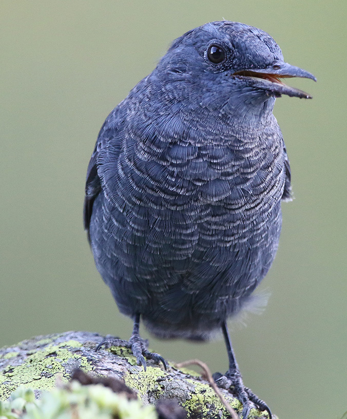 WoodPACA Wildlife_Regional_Parks_Baronnies_Blue_Rock_Thrush