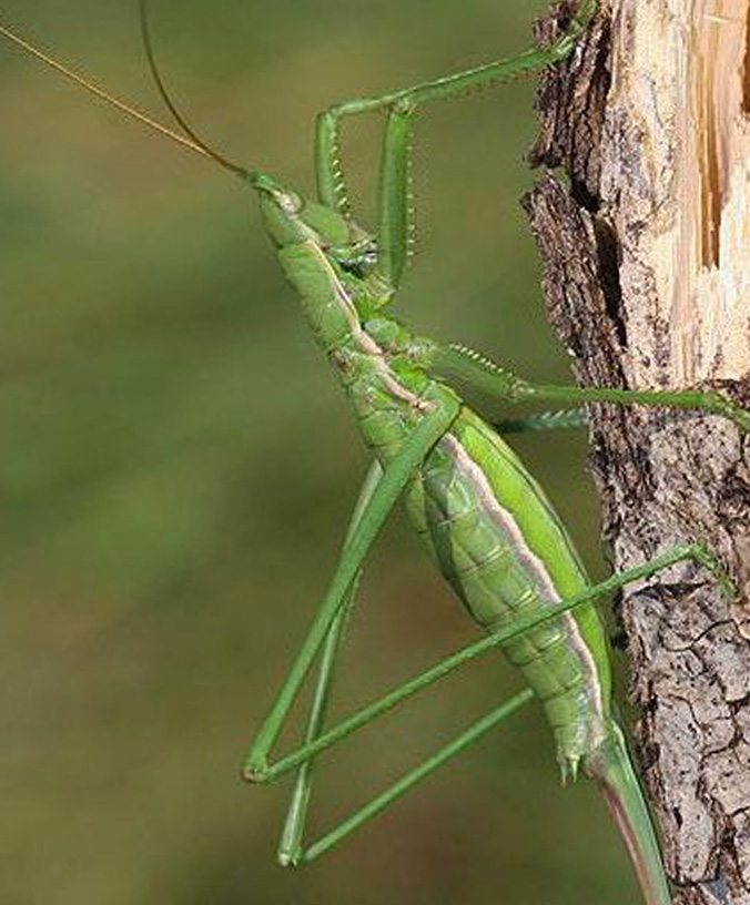 WoodPACA Wildlife_Regional_Parks_Baronnies_Common_Predatory_Bush_Cricket