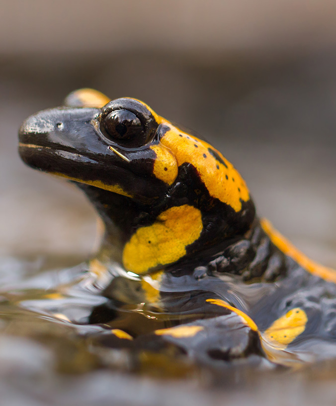 WoodPACA Wildlife_Regional_Parks_Baronnies_Fire_Salamander