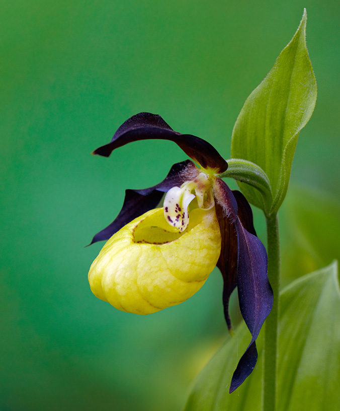 WoodPACA Wildlife_Regional_Parks_Baronnies_Lady’s_Slipper_Orchid