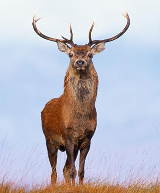 WoodPACA Wildlife_Regional_Parks_Baronnies_Red_Deer