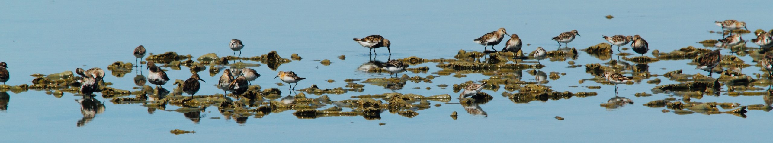WoodPACA Wildlife_Regional_Parks_Camargue_Birds_Galore
