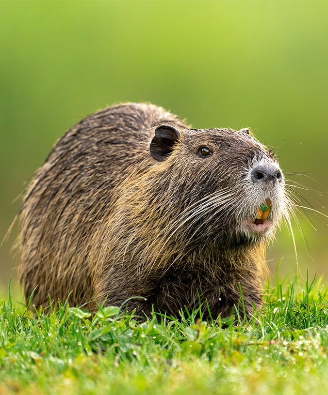 WoodPACA Wildlife_Regional_Parks_Camargue_Coypu