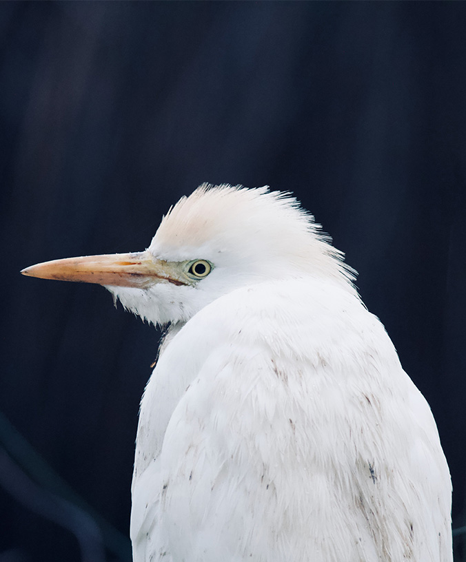 WoodPACA Wildlife_Regional_Parks_Camargue_Nine_Herons