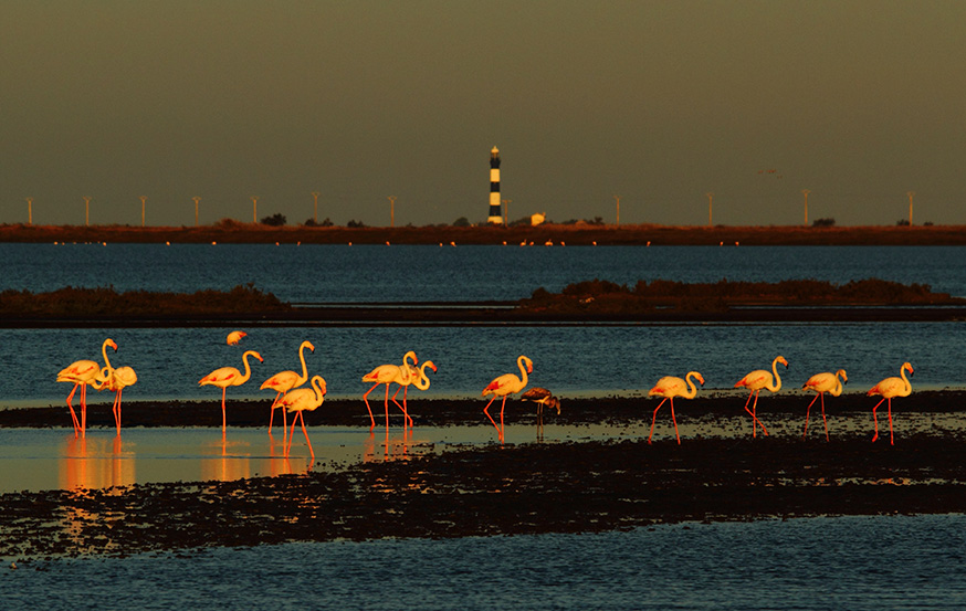 WoodPACA Wildlife_Regional_Parks_Camargue_Pink_Flamingoes