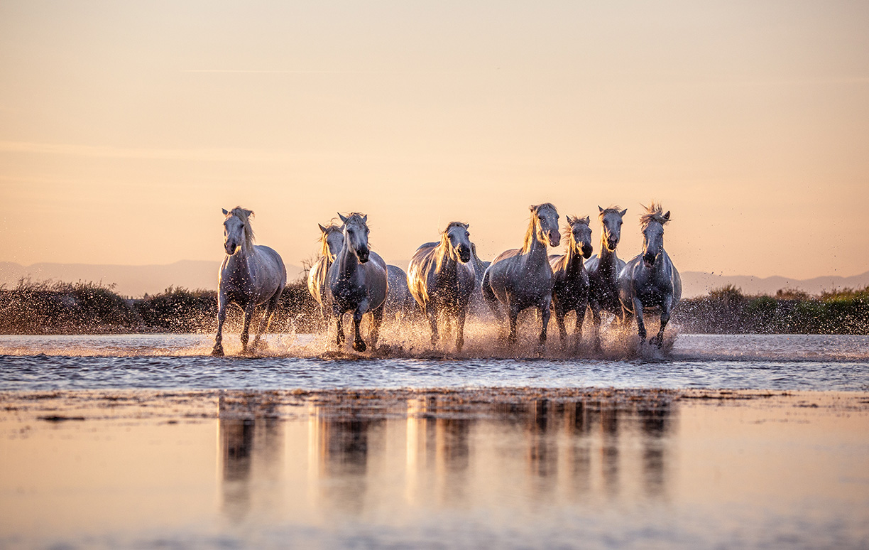 WoodPACA Wildlife_Regional_Parks_Camargue_White_Horses