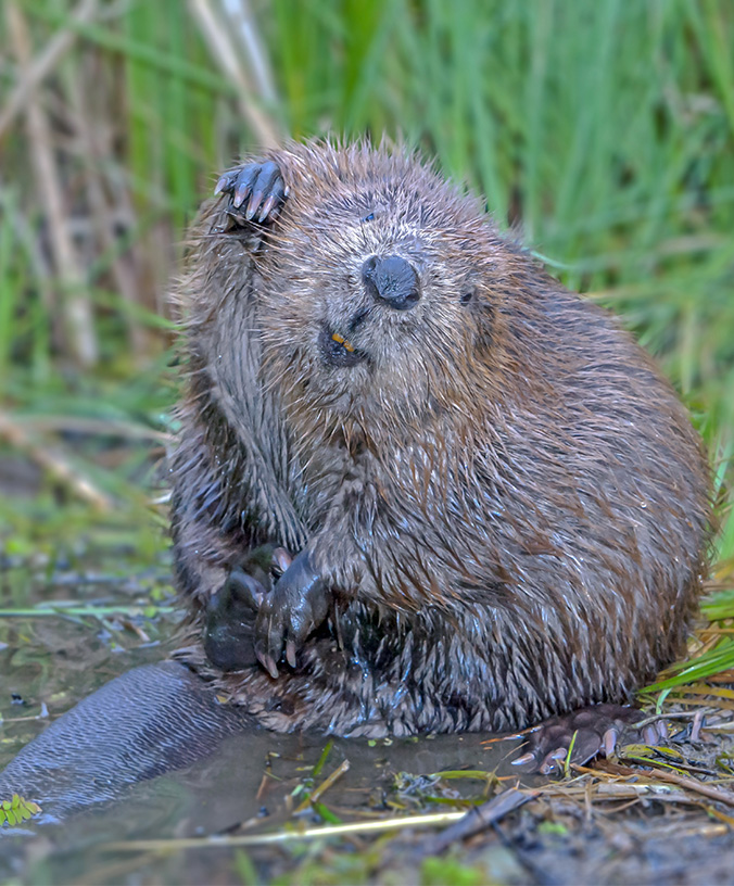 WoodPACA Wildlife_Regional_Parks_Luberon_Beaver-L