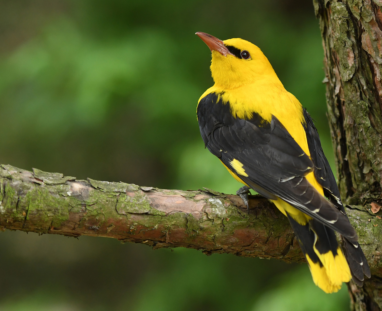 WoodPACA Wildlife_Regional_Parks_Luberon_Golden-Oriole