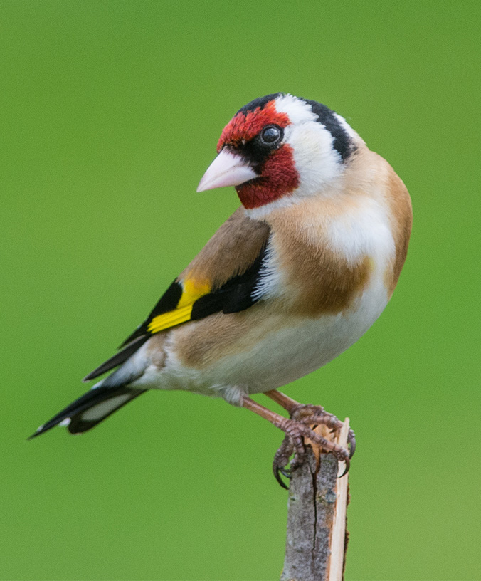 WoodPACA Wildlife_Regional_Parks_Luberon_Goldfinch-L