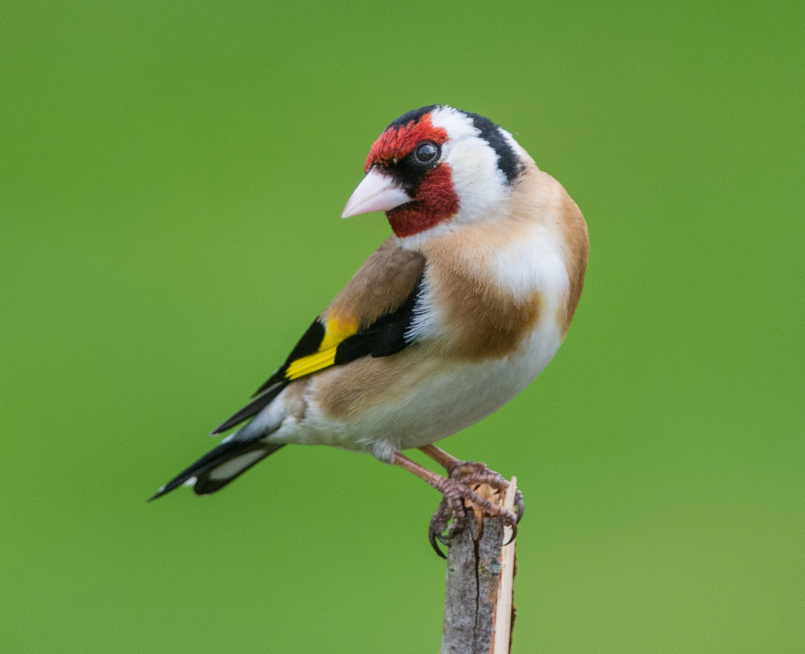 WoodPACA Wildlife_Regional_Parks_Luberon_Goldfinch