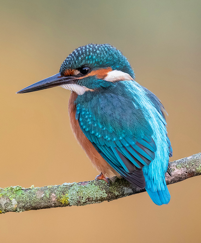 WoodPACA Wildlife_Regional_Parks_Luberon_Kingfisher-L