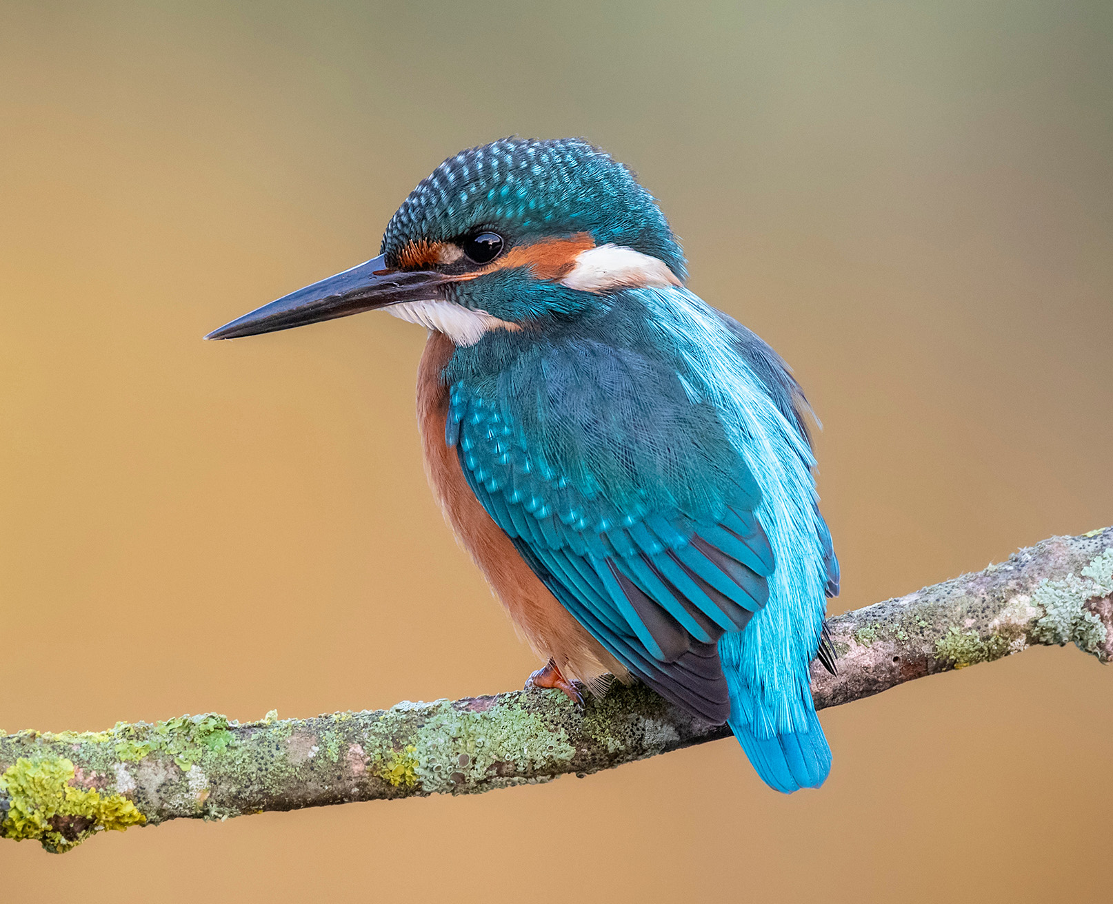 WoodPACA Wildlife_Regional_Parks_Luberon_Kingfisher