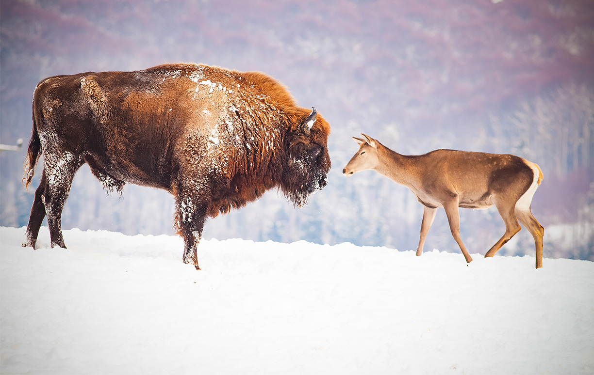WoodPACA Wildlife_Regional_Parks_Pre-alps_Bison_Red_Deer