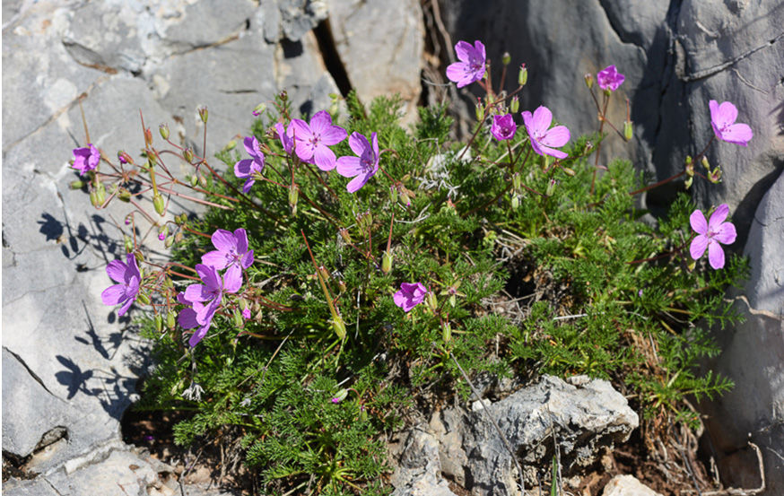 WoodPACA Wildlife_Regional_Parks_Pre-alps_Geranium_Rodiei