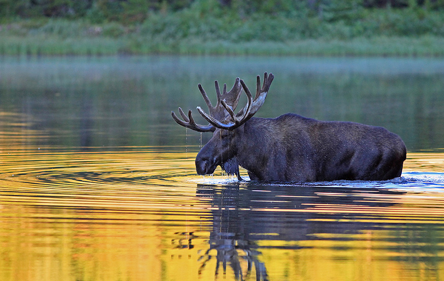 WoodPACA Wildlife_Regional_Parks_Pre-alps_Moose