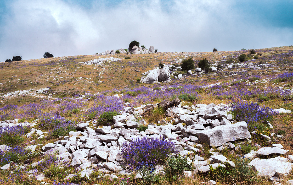 WoodPACA Wildlife_Regional_Parks_Pre-alps_Plateau_Calern
