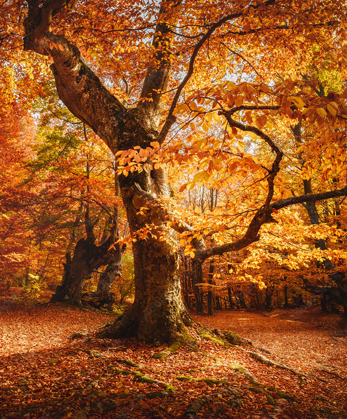 WoodPACA Wildlife_Regional_Parks_St_Baume_Beech_Tree