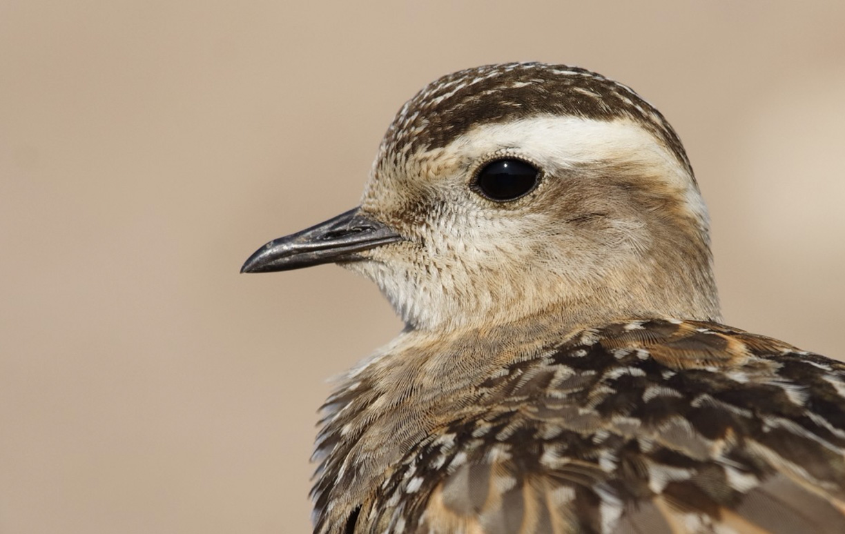 WoodPACA Wildlife_Regional_Parks_St_Baume_Dotterel