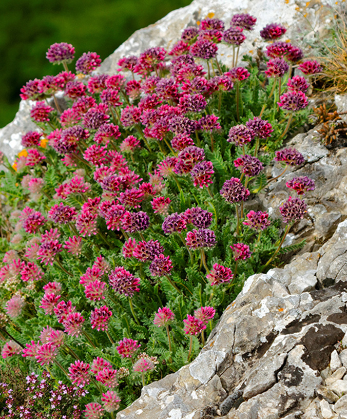 WoodPACA Wildlife_Regional_Parks_St_Baume_Hanging-Gardens