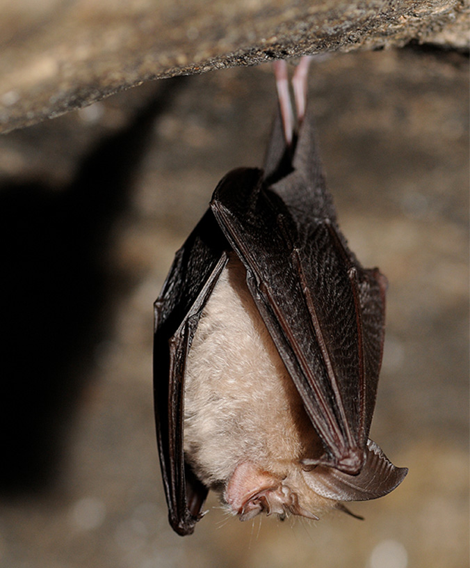 WoodPACA Wildlife_Regional_Parks_St_Baume_Lesser_Horseshoe_Bat
