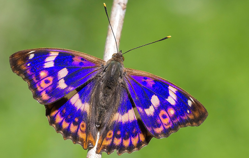 WoodPACA Wildlife_Regional_Parks_St_Baume_Lesser_Purple_Emperor