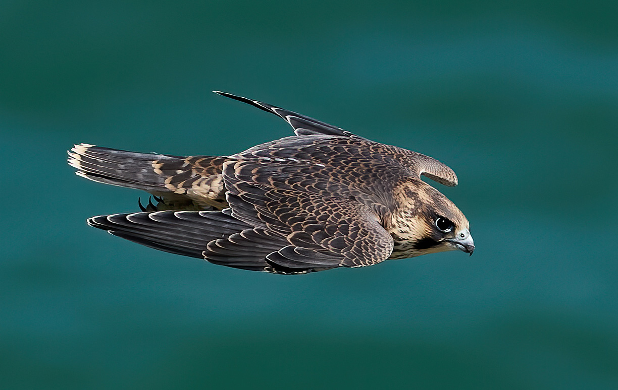 WoodPACA Wildlife_Regional_Parks_St_Baume_Peregrine_Falcon_Juvenille