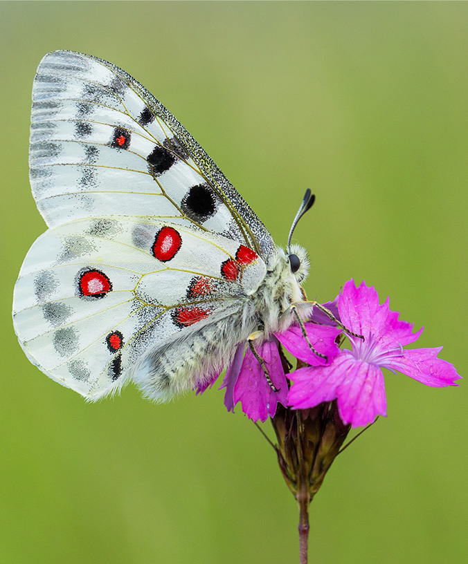 WoodPACA_Wildlife_About_Apollo