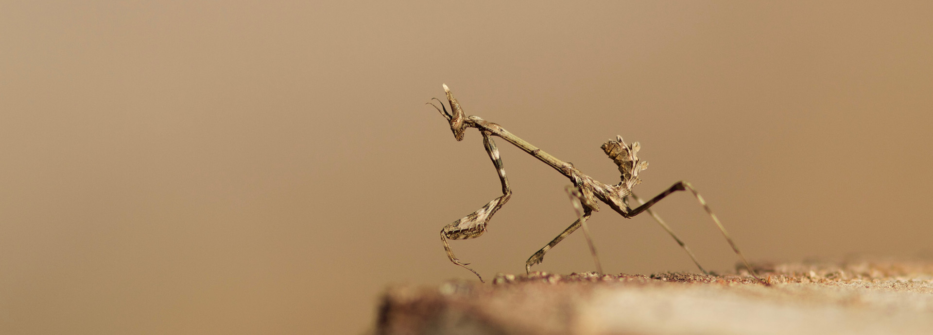 WoodPACA_Wildlife_About_Header_Diablotin