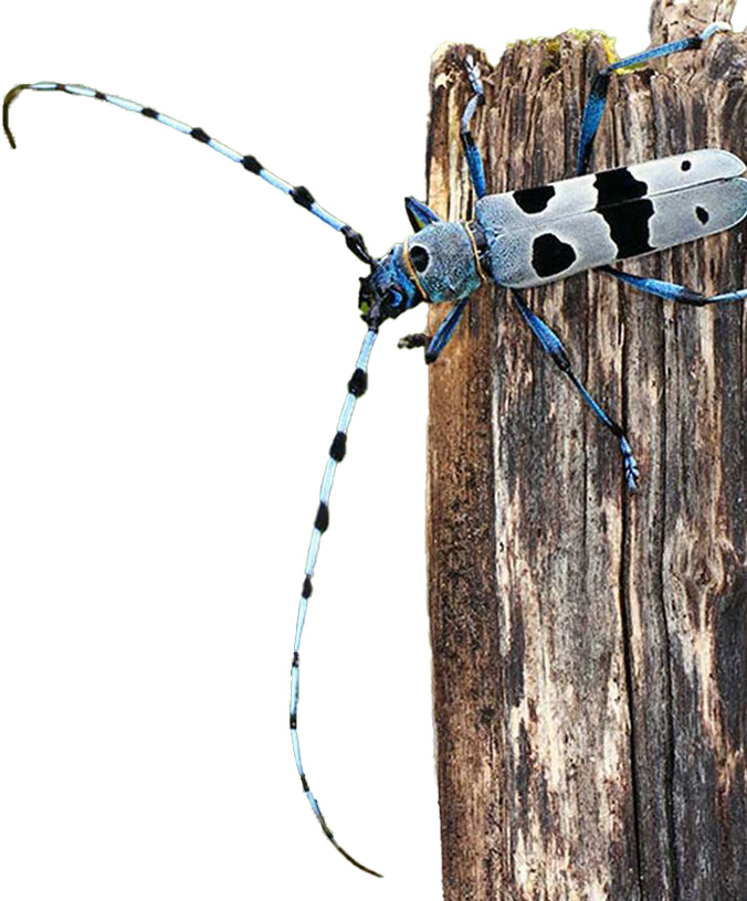WoodPACA_Wildlife_About_Longhorn_Beetle