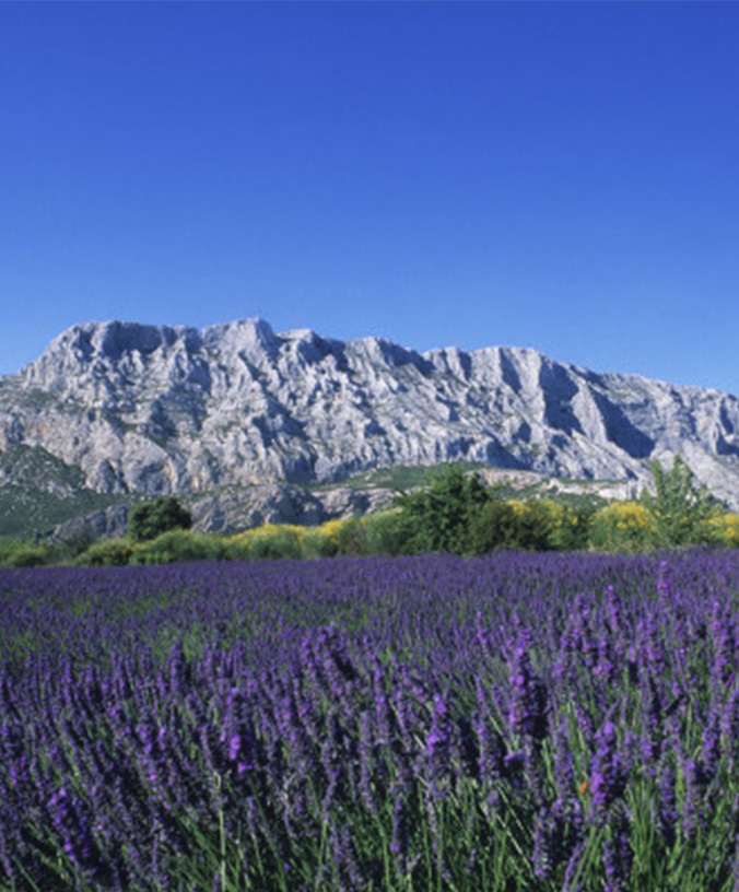 WoodPACA_Wildlife_About_St-Victoire
