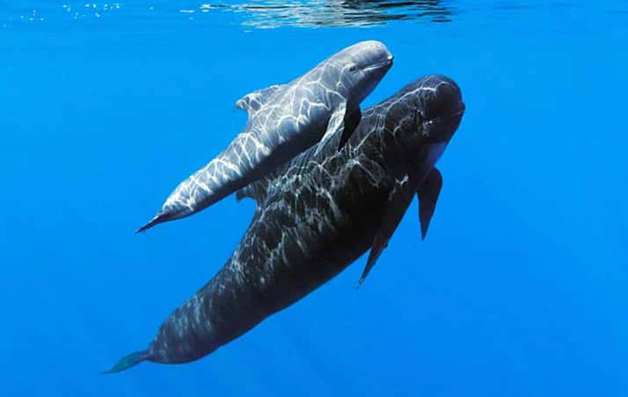 WoodPACA_Wildlife_Marine_Mammals_Long-finned_Pilot_Whale