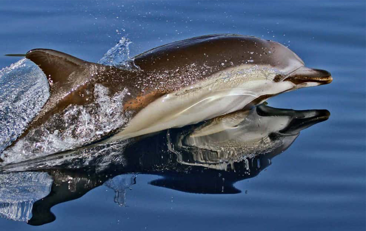 WoodPACA_Wildlife_Marine_Mammals_Short_Beaked_Common_Dolphin
