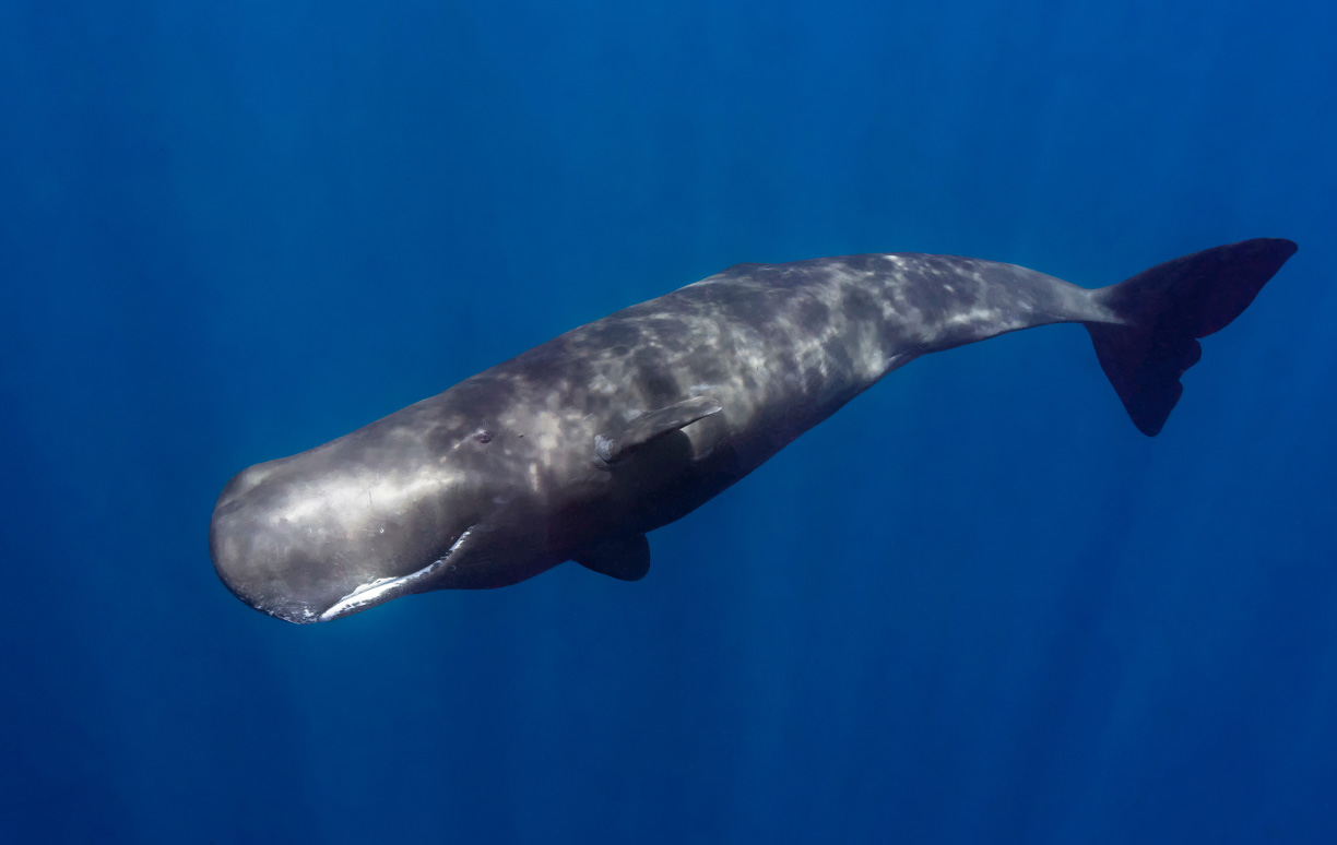 WoodPACA_Wildlife_Marine_Mammals_Sperm_Whale