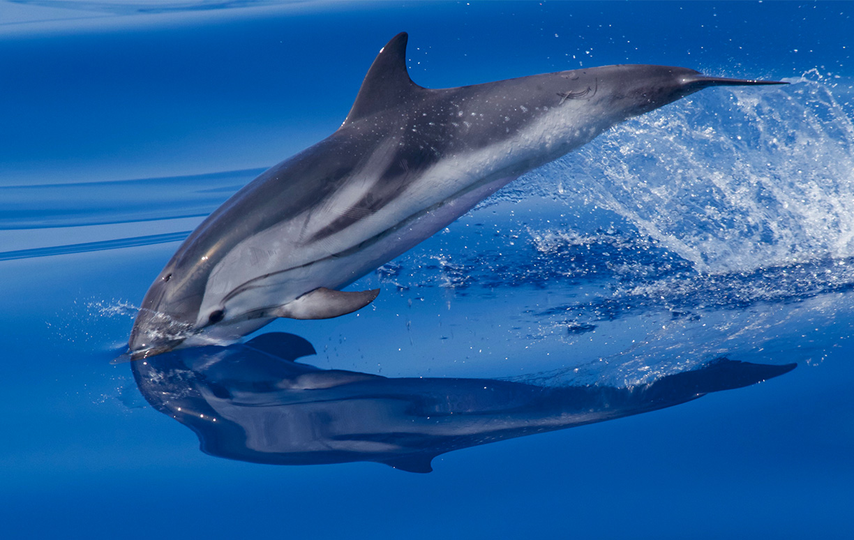 WoodPACA_Wildlife_Marine_Mammals_Striped_Dolphin