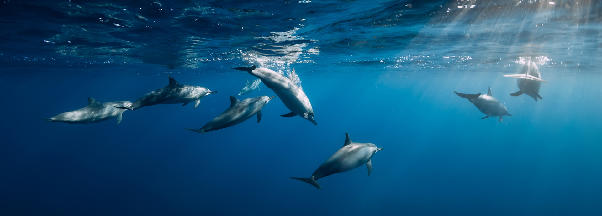 WoodPACA_Wildlife_Pelagos_Header