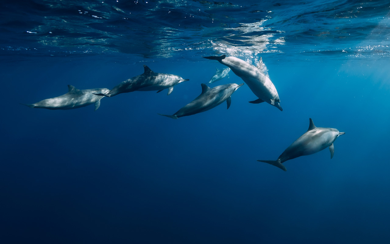 WoodPACA_Wildlife_Pelagos_Mobile_Header