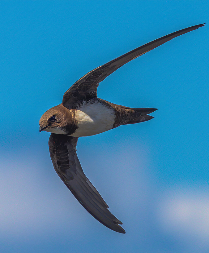 WoodPACA_Wildlife_Verdon_Alpine Swift